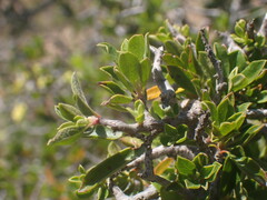 Diospyros scabrida