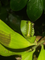 Anaxidia lozogramma