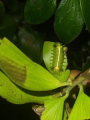 Anaxidia lozogramma