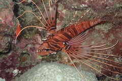 Pterois antennata