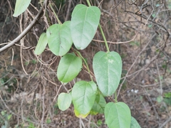 Cocculus orbiculatus