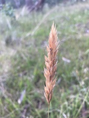 Anthoxanthum odoratum