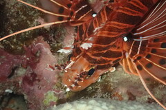 Pterois antennata