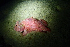 Scorpaenidae