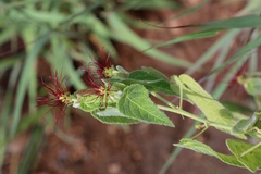 Acalypha villicaulis