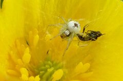 Nigma puella