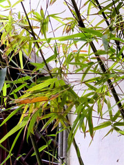 Bambusa multiplex