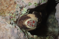 Cryptoplax larvaeformis
