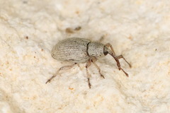 Anthonomus decipiens