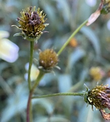 Bidens aurea