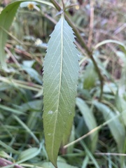 Bidens aurea