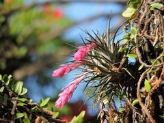 Tillandsia stricta