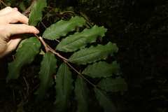 Cupaniopsis newmanii