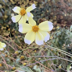 Bidens aurea