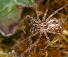 Rhysodromus histrio
