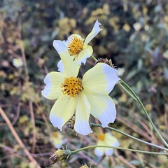 Bidens aurea