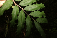 Cupaniopsis newmanii