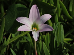 Zephyranthes robusta