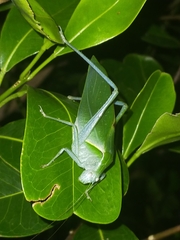 Caedicia