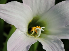 Zephyranthes robusta