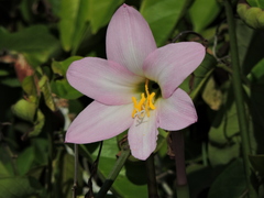 Zephyranthes robusta