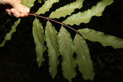 Cupaniopsis newmanii