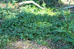 Zehneria cunninghamii