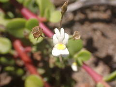 Nemesia fruticans