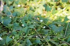 Zehneria cunninghamii