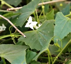Zehneria cunninghamii