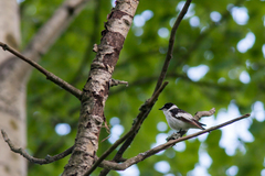 Ficedula albicollis