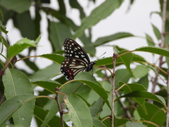 Hestina assimilis