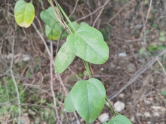 Cocculus orbiculatus