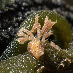 Bugulidae