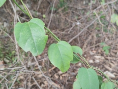 Cocculus orbiculatus