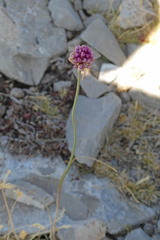 Allium sphaerocephalon