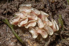 Fasciolariidae