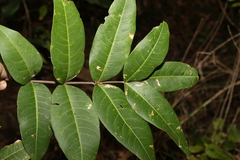 Flindersia bennettii