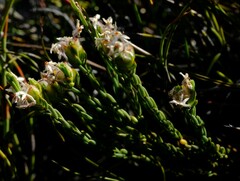 Lachnaea marlothii