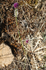 Allium sphaerocephalon