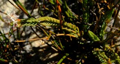 Lachnaea marlothii