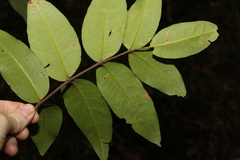 Flindersia bennettii