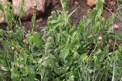 Acalypha villicaulis