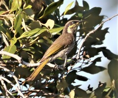 Gavicalis fasciogularis