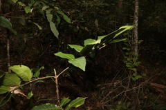 Flindersia bennettii