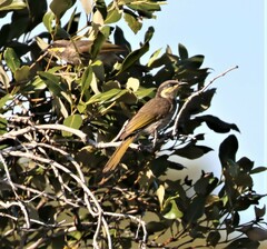 Gavicalis fasciogularis