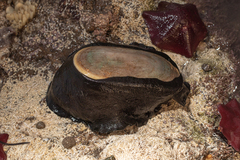 Scutus antipodes