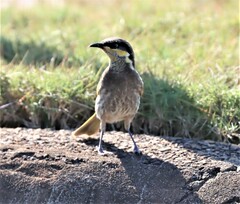 Gavicalis fasciogularis