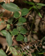 Pullenia gunnii