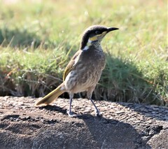 Gavicalis fasciogularis